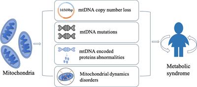 Mitochondrial DNA abnormalities and metabolic syndrome